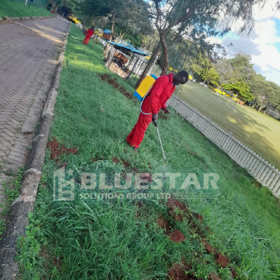 Termite Control Services in Mombasa